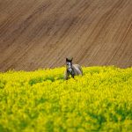 Firmy parają się wytwarzaniem maszyn dysponują w ofercie standardowe warianty